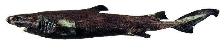 Centroscyllium fabricii_02.jpg